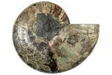 Cut & Polished Ammonite Fossil (Half) - Madagascar #308623-1